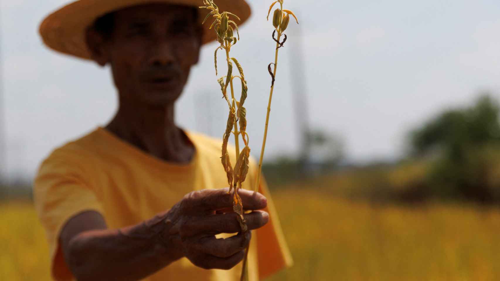 El granjero Hu, de 70 años, muestra sésamo afectado por la sequía de su campo en el pueblo de Xinyao.