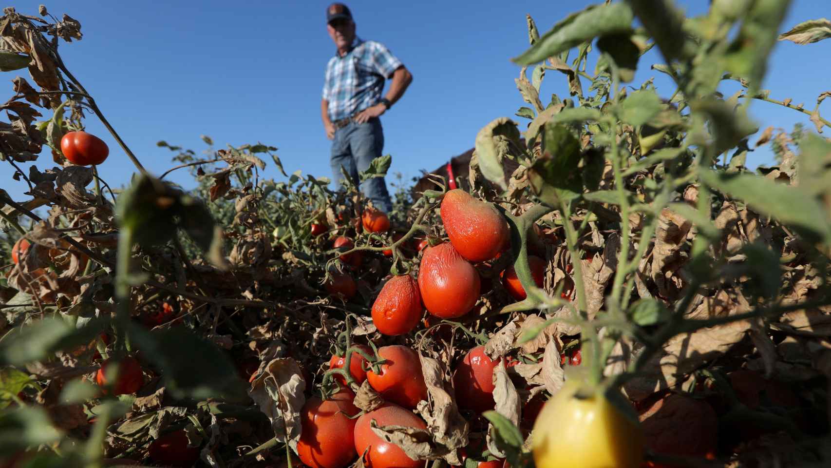 Tomates secos por el calor y la sequía cuelgan de las vides en una finca de un agricultor en Los Banos, California.
