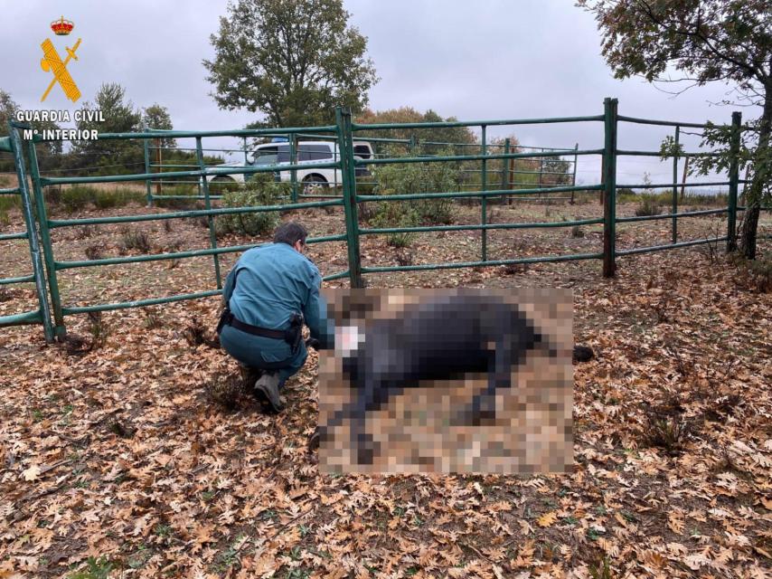 Imagen de una de las yeguas fallecidas en la provincia de Palencia.