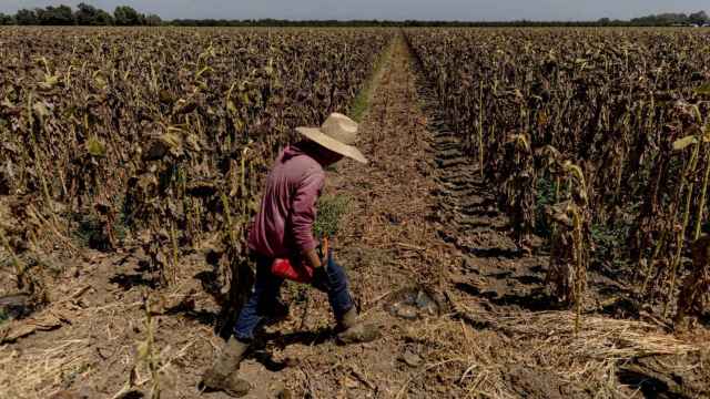 Un pequeño agricultor durante la sequía de este año en California.