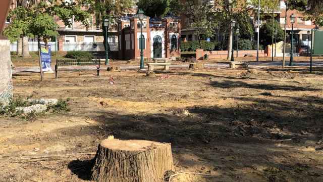 Tala de árboles en los Jardines del Prado de Talavera en el proyecto de reforma integral del emblemático parque