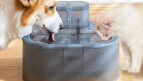 Fuentes de agua para mascotas