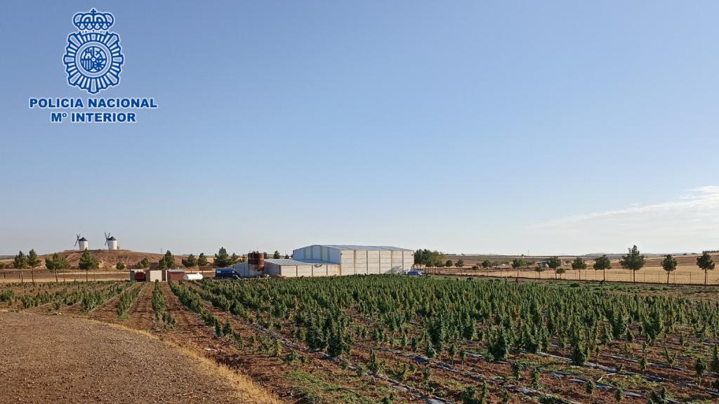 Una vista general de la plantación de marihuana descubierta en Tembleque.