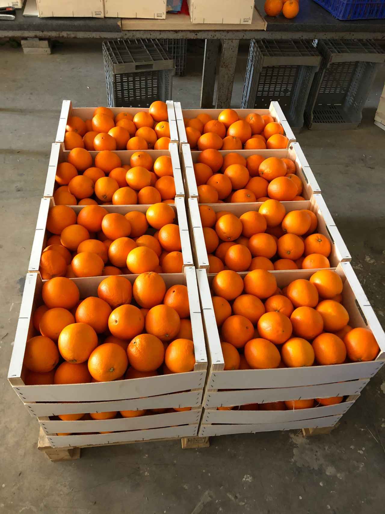 Las naranjas recién recolectadas por el agricultor Alejandro Aparicio.