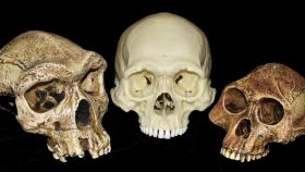 Cráneos de Homo erectus, Homo sapiens y Australopithecus del UO Museum of Natural and Cultural History/Tesla Monson