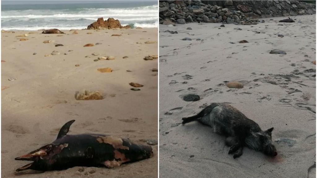 Delfín y jabalí encontrados por Xabi Maceiras.