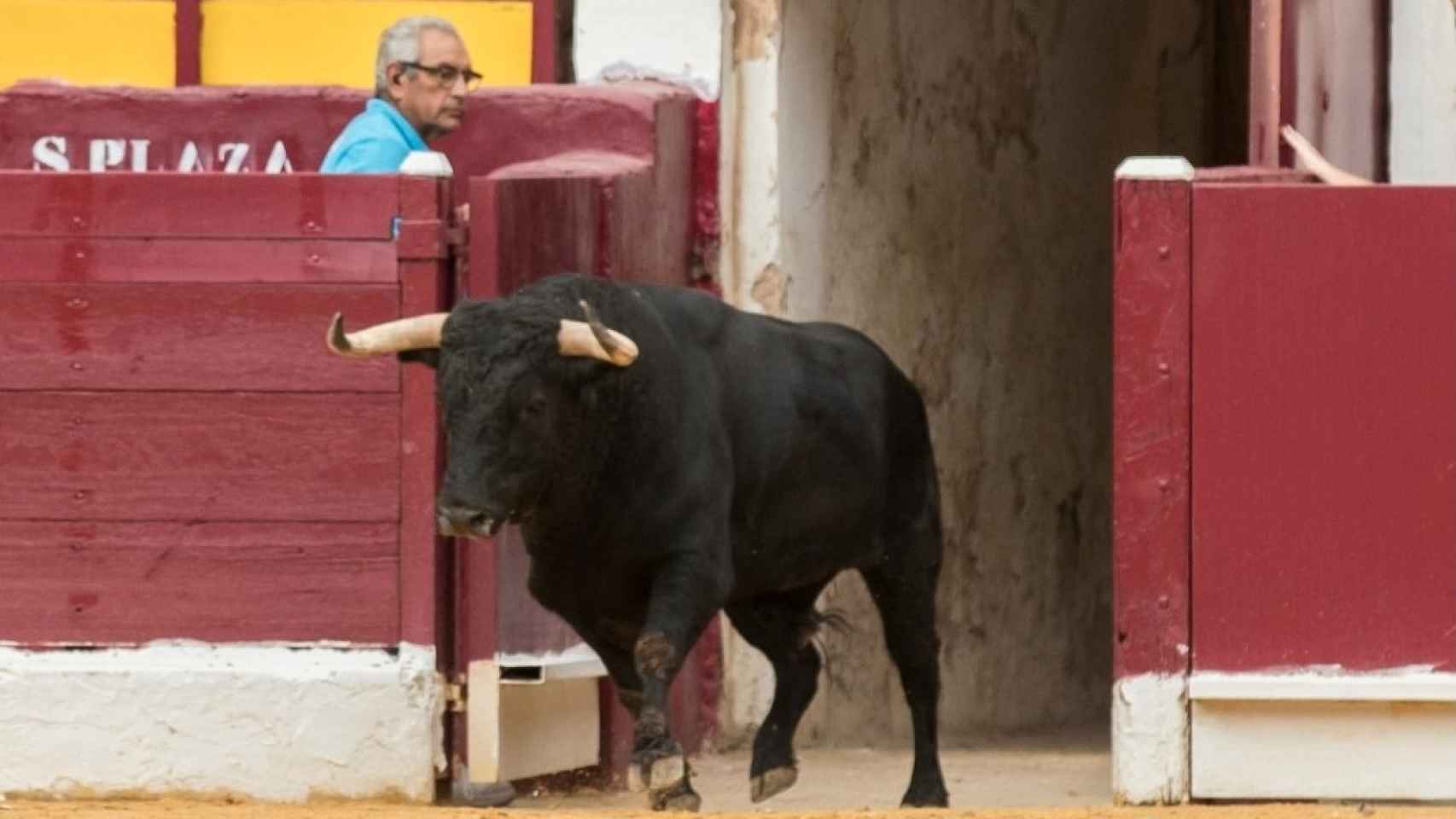 'Limpiador', el lunes 12 de septiembre, a su salida al coso taurino de La Condomina en Murcia