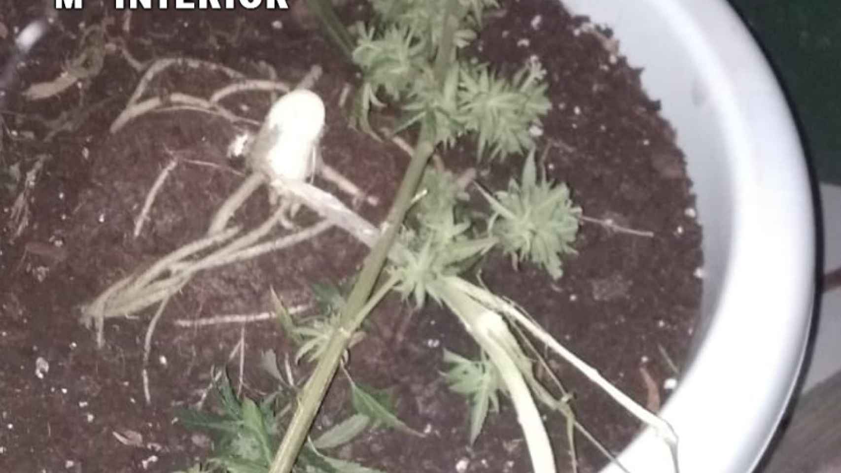 Plantas de marihuana robadas en una vivienda adosada de Burgos