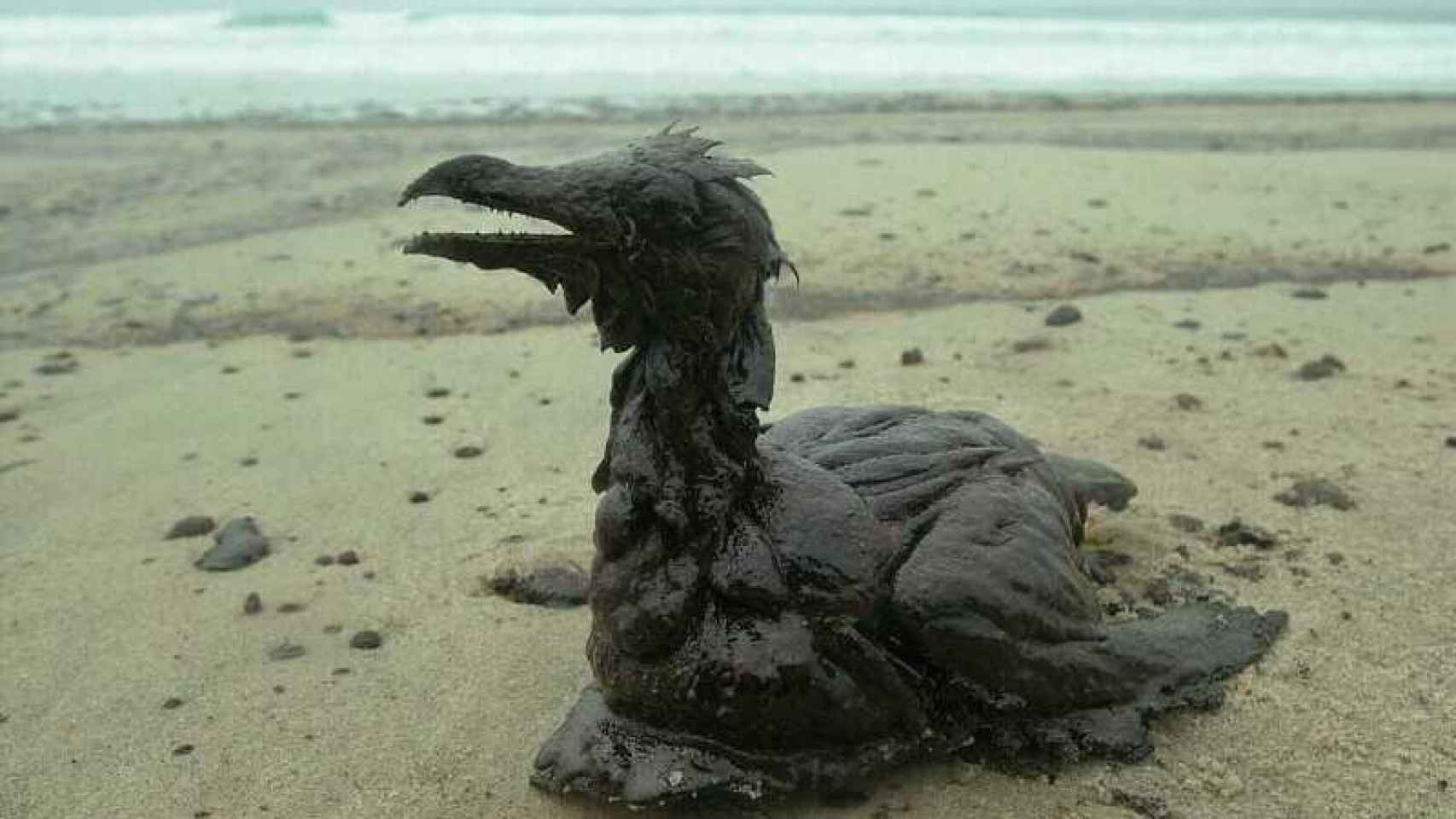 Un ave cubierta de chapapote en una playa gallega.