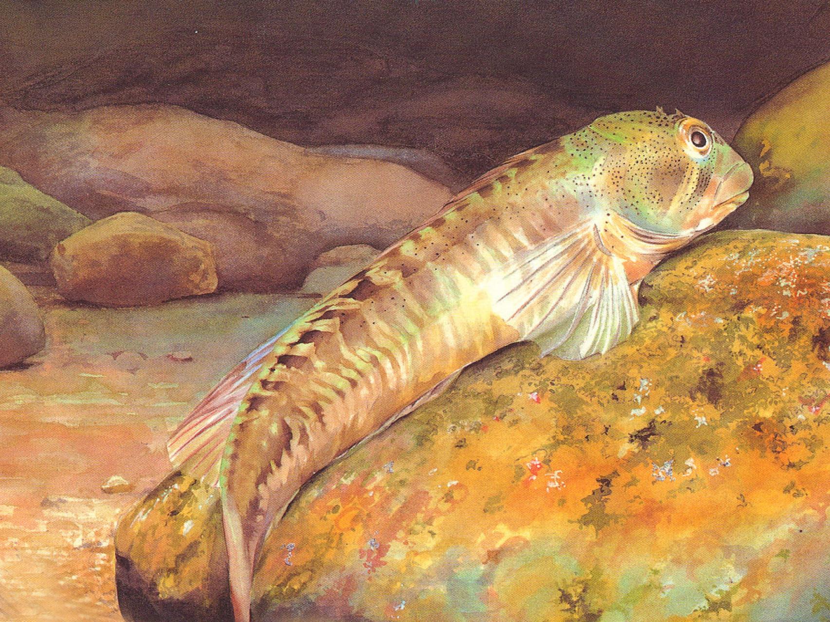 Una ilustración del Gobierno de La Rioja muestra un ejemplar de pez fraile.