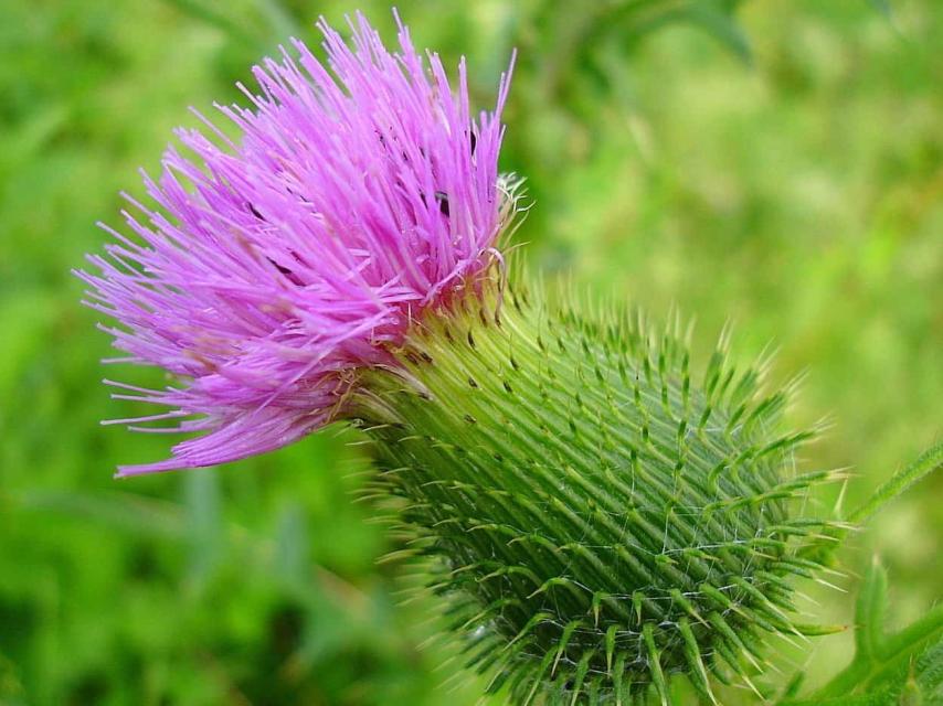 Su aspecto, con un potente color violeta, resulta muy llamativo a la vista.