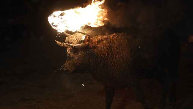Celebración del tradicional Toro Jubilo en Medinaceli