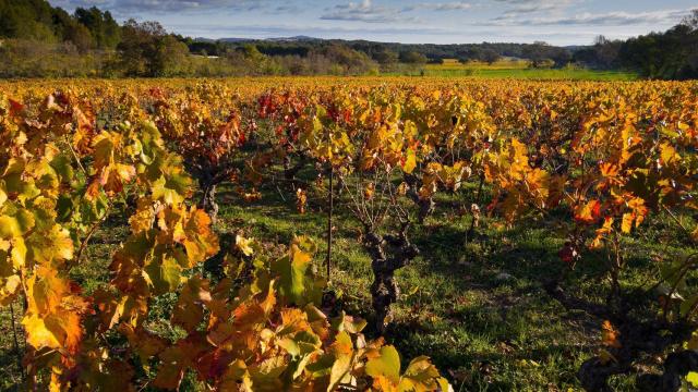 Clàssic Penedès, espumosos de calidad para no perderles la pista