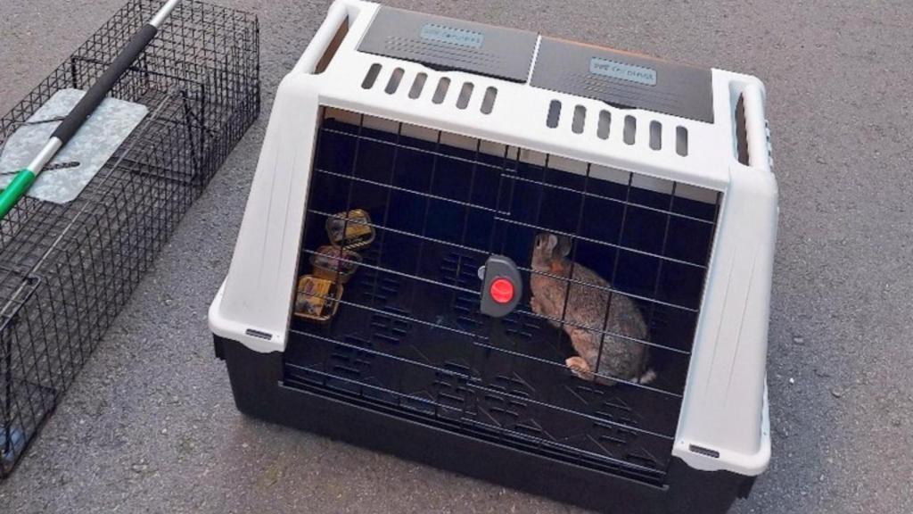 Conejo rescatado por los bomberos de A Coruña.