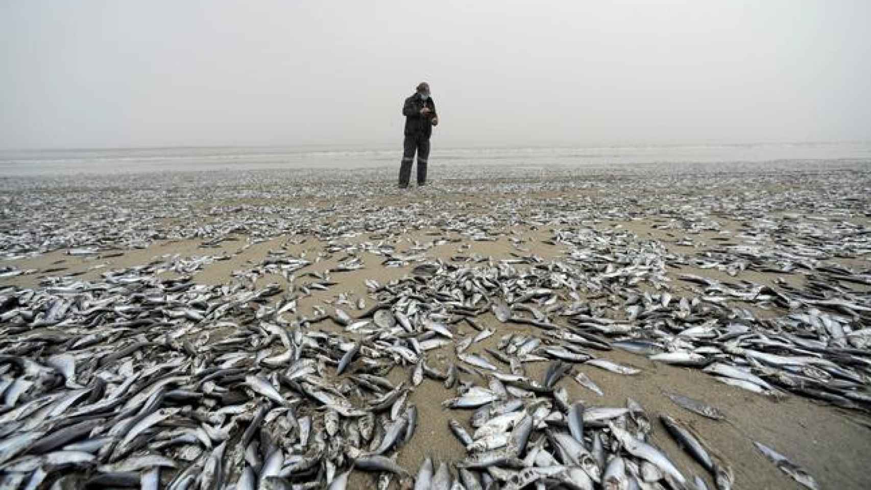 Varios peces muertos arrastrados por la corriente en Horcones, Chile, en febrero de 2021.