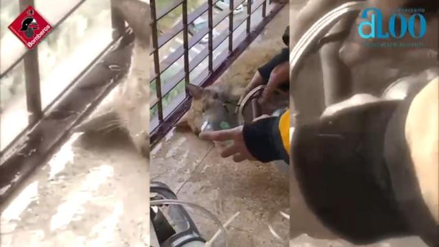 Así salvan la vida los bomberos a dos gatitos atrapados en el incendio de un edificio de Benidorm