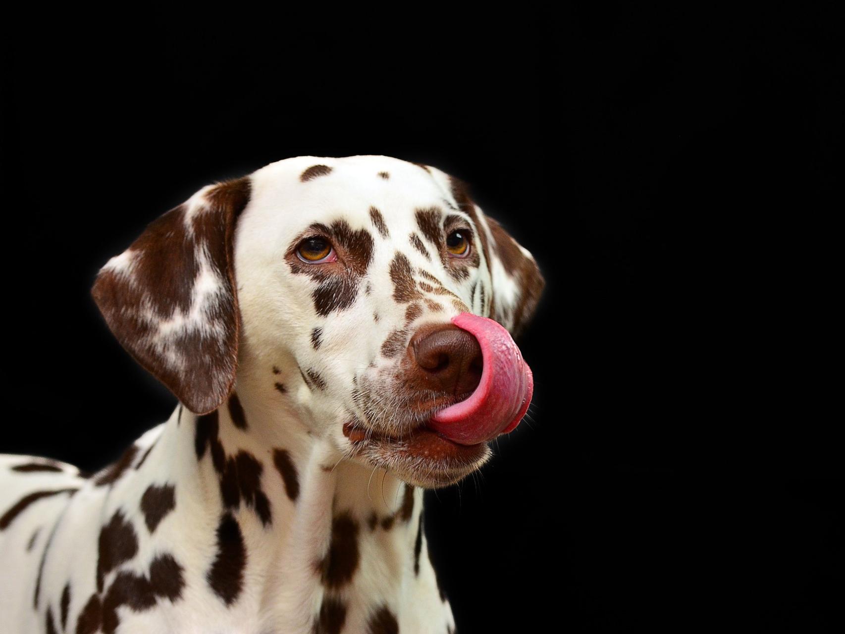 porque mi perro me mira fijamente cuando lo acaricio