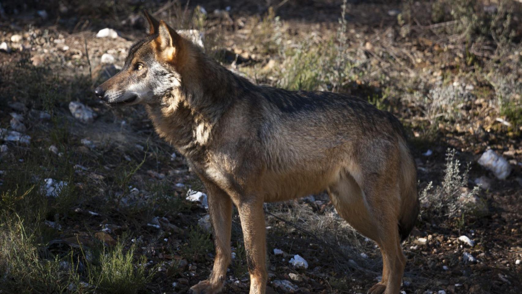 El Centro del Lobo Ibérico de Castilla y León permite la observación del lobo en familia