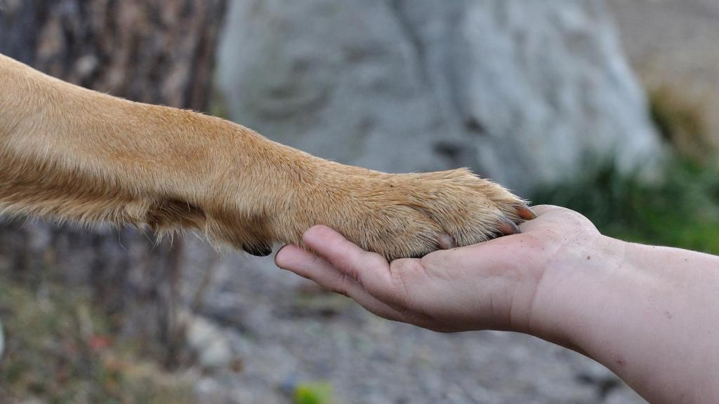 Así es el curso que tendrás que hacer por ley para tener un perro