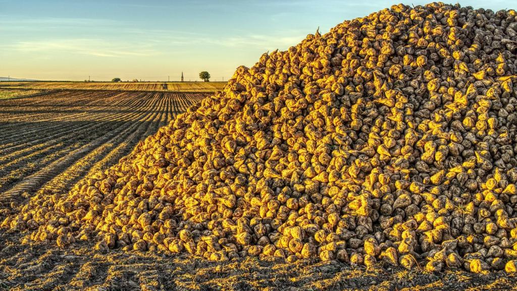 Remolacha azucarera tras su cosecha.