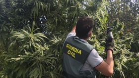 Un agente de la Guatrdai Civil frente a varias de las plantas de marihuana.