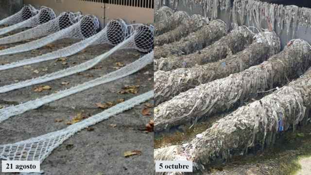 Las redes instaladas por SEO/Birdlife en el río Jarama colmatadas de basura.