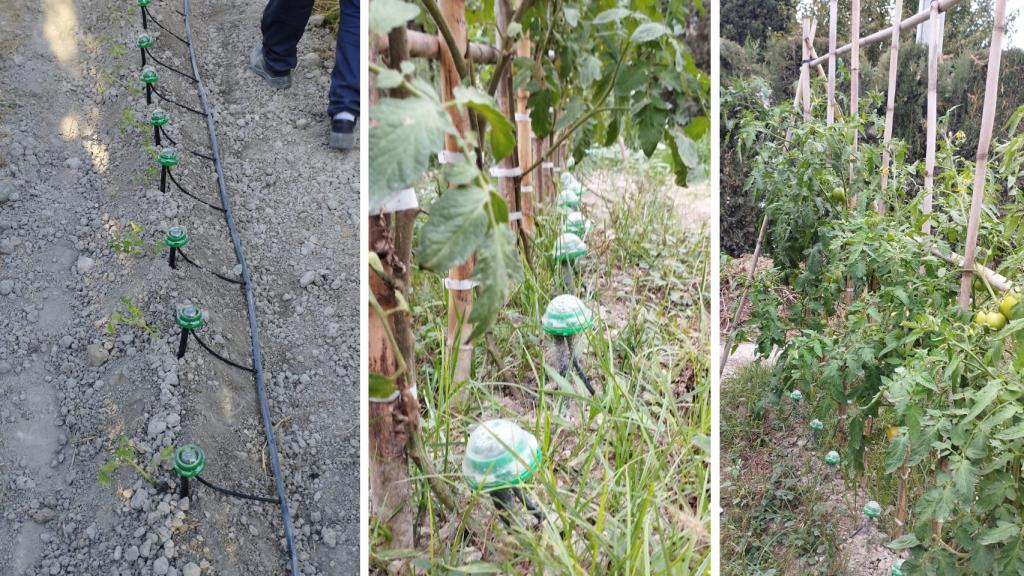 El antes y el después de la instalación de DeepDrop en una plantación de tomates