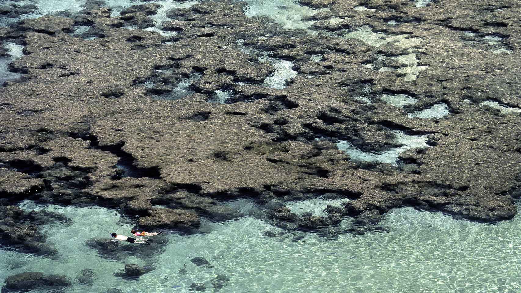 Corales de la Bahía de Hanauma, en Hawái.