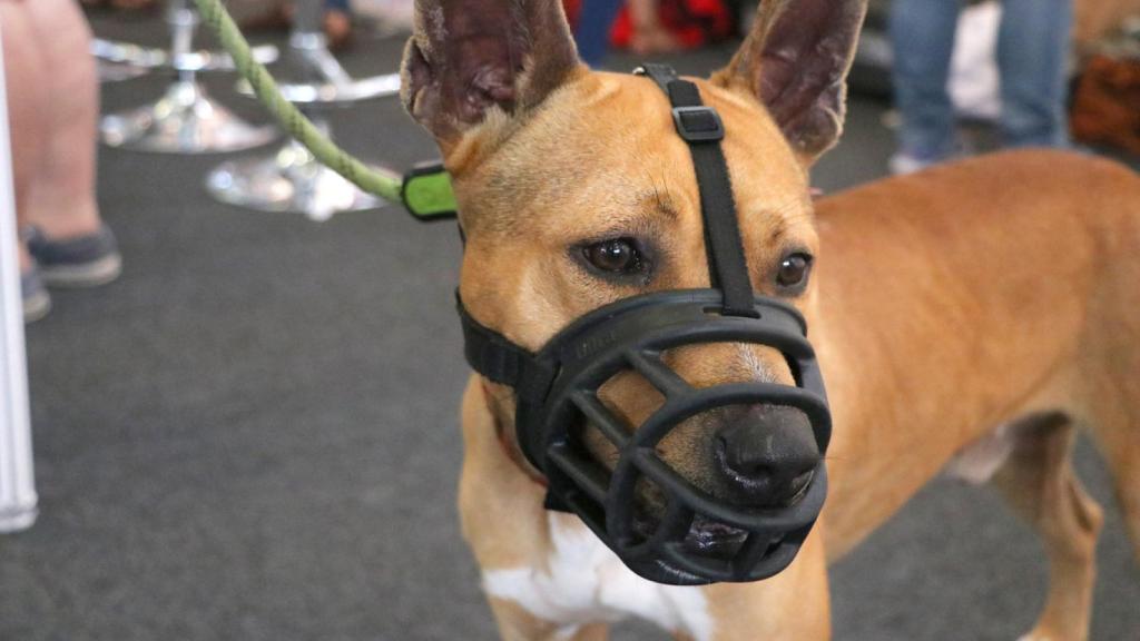 Cualquier perro puede estar obligado a llevar bozal si no supera un test