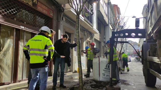 Plantación de cerezos en Ferrol.