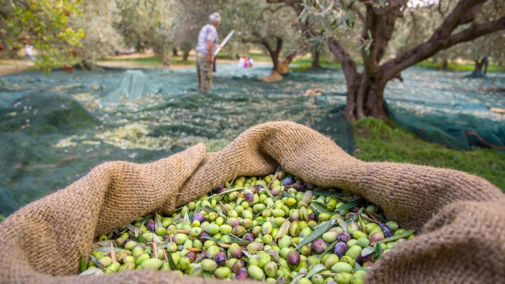 Vista de una canasta llena de aceitunas