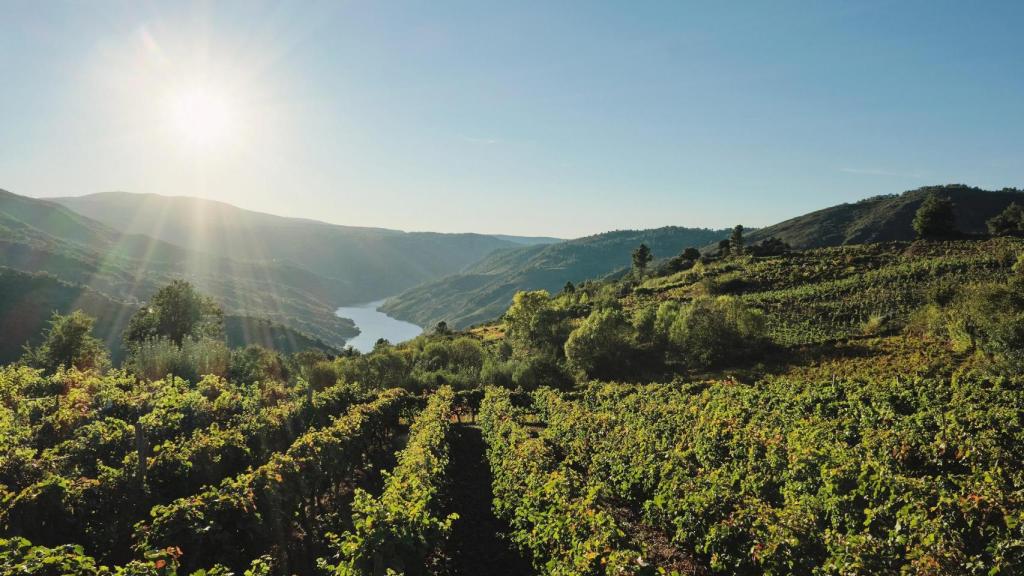 Viñedos de la Ribeira Sacra, en una foto de archivo.