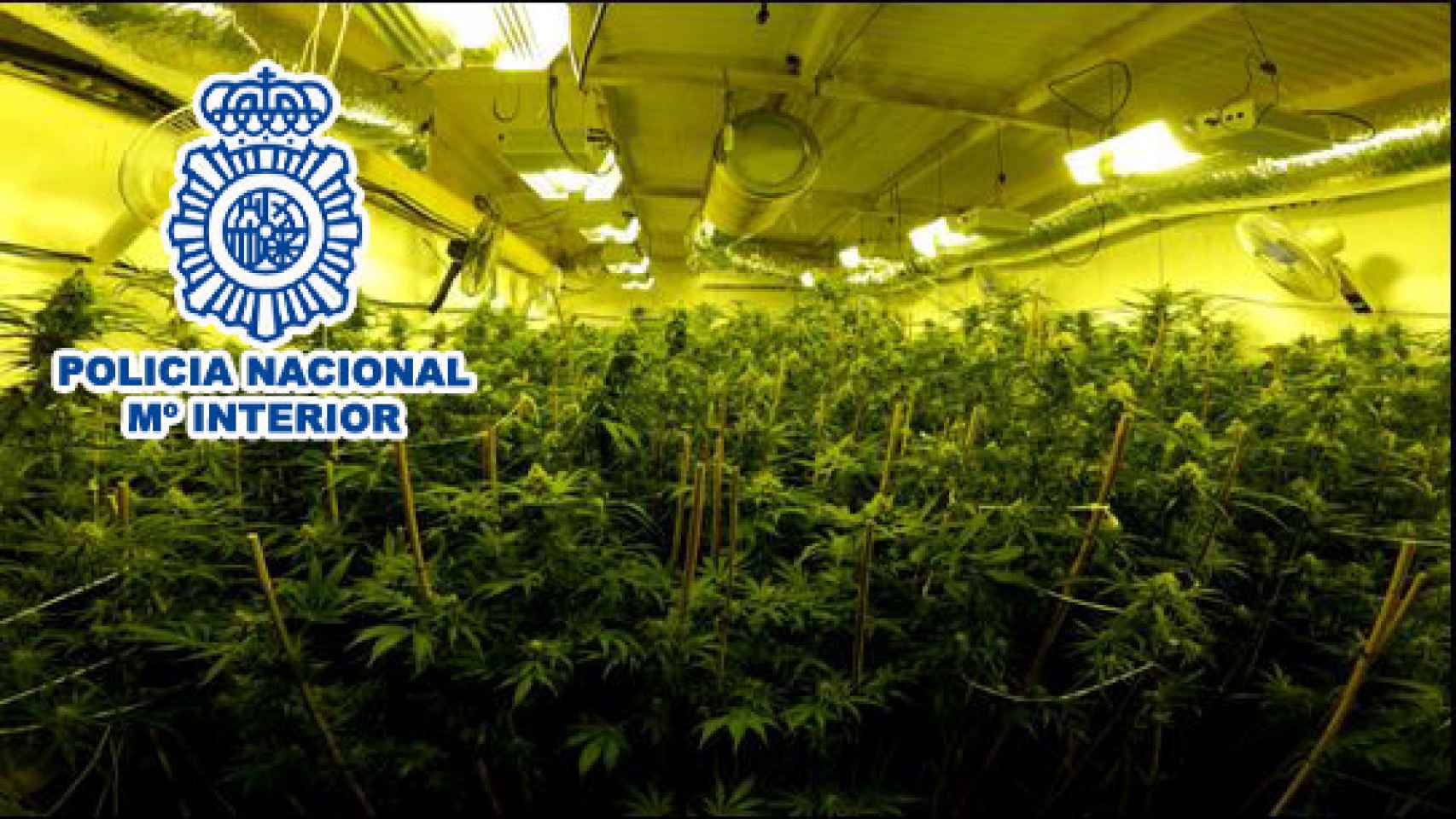 Imagen cedida por la Policía de la plantación de marihuana incautada en Elda.