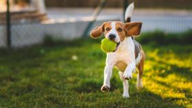 Un perro de raza Beagle jugando en un parque canino.