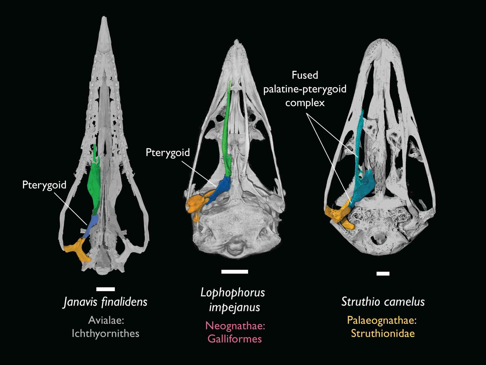 Comparación entre el pico del Janavis, el de un faisán y el de una avestruz. Dr Juan Benito and Daniel Field, University of Cambridge