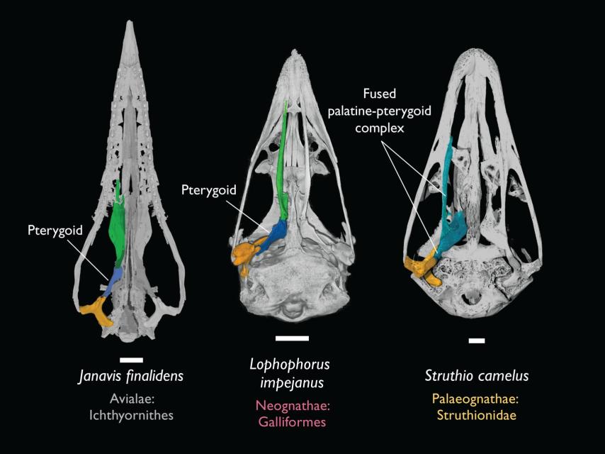 Comparación entre el pico del Janavis, el de un faisán y el de una avestruz. Dr Juan Benito and Daniel Field, University of Cambridge