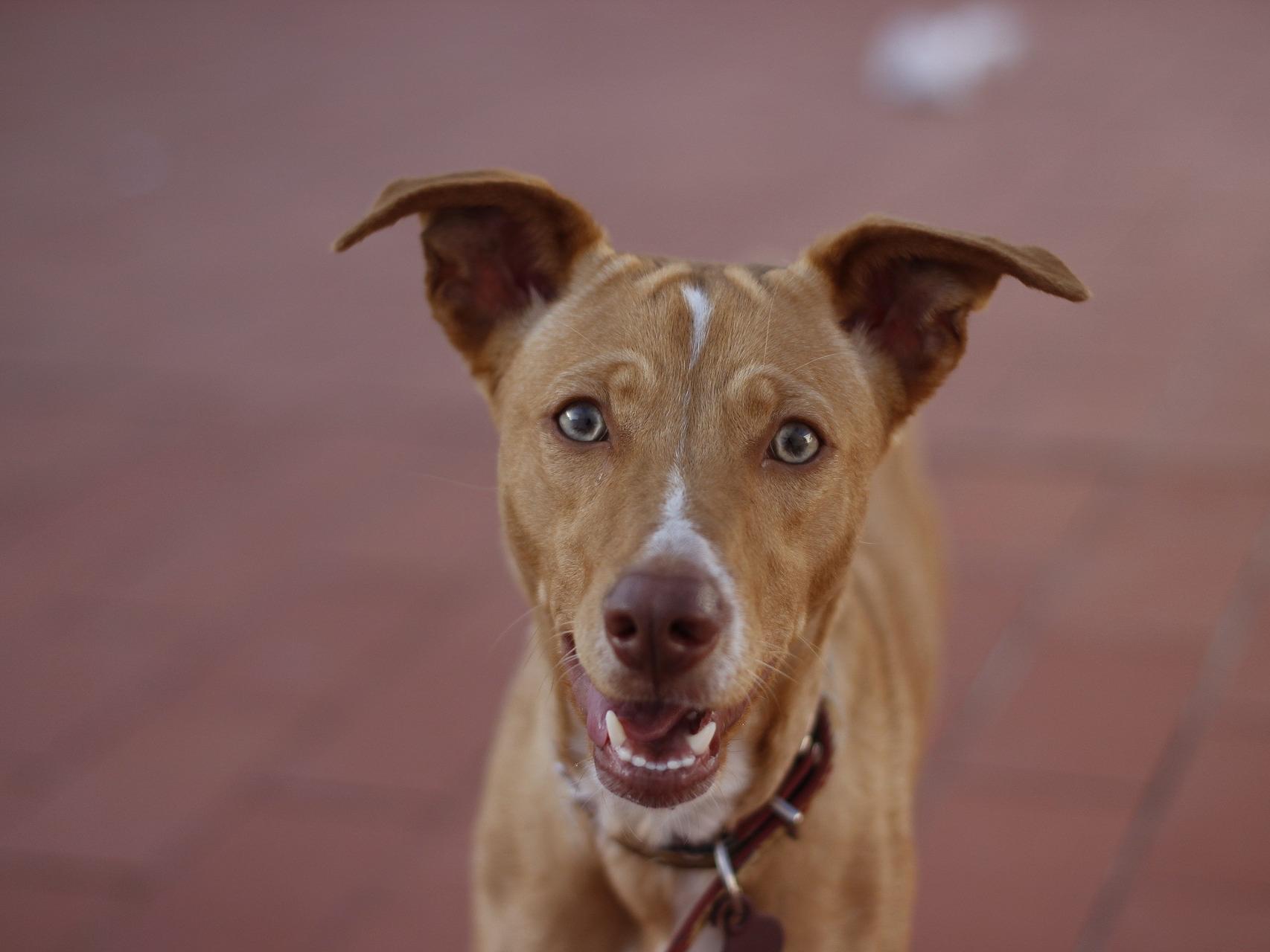 se pueden domesticar los perros de caza