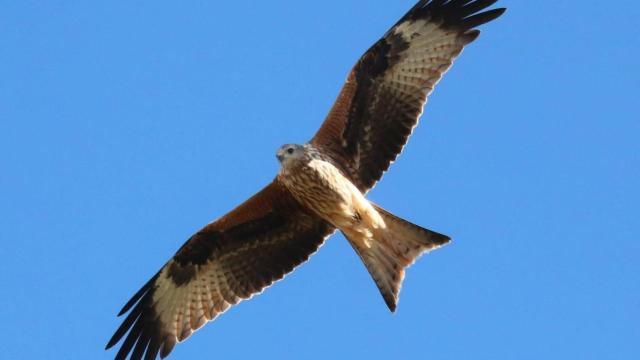 Viridi colabora con agricultores toledanos para mejorar el hábitat de aves amenazadas