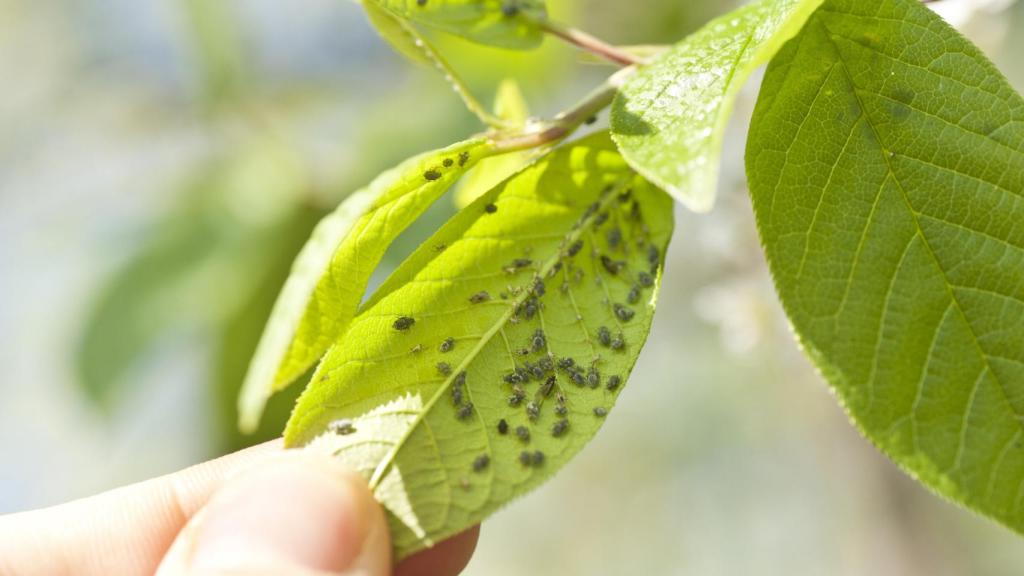 Imagen de archivo de una planta con una plaga.