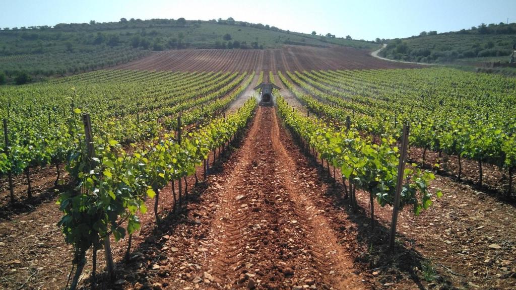 El proyecto europeo Grapevine ayudará a digitalizar el sector agroalimentario aragonés.