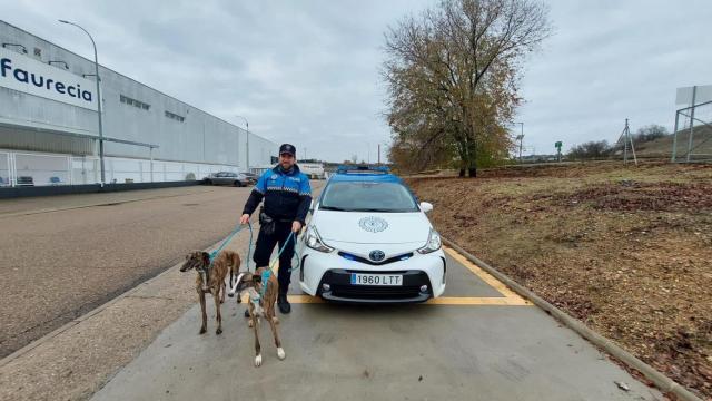 Un agente de la Policía Local de Valladolid, con los dos galgos recuperados