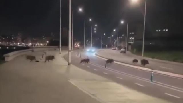 Varios jabalíes cruzan la carretera junto al Millenium de A Coruña.