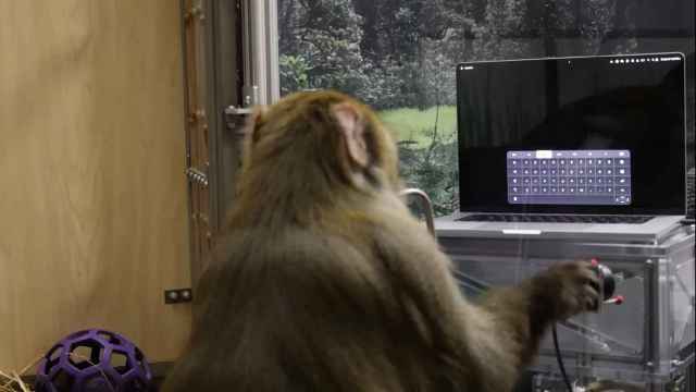 Mono jugando al Pong con la mente.