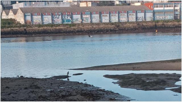 La asociación ecologista Arco Iris denuncia a tres furtivos de la Ría do Burgo en A Coruña