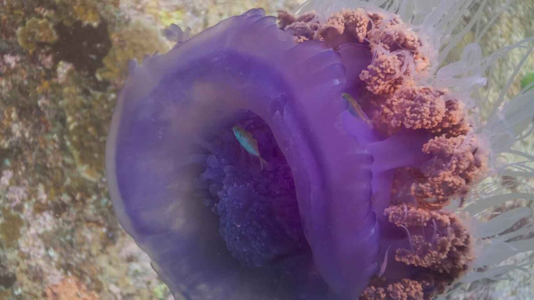 Imagen medusa corona