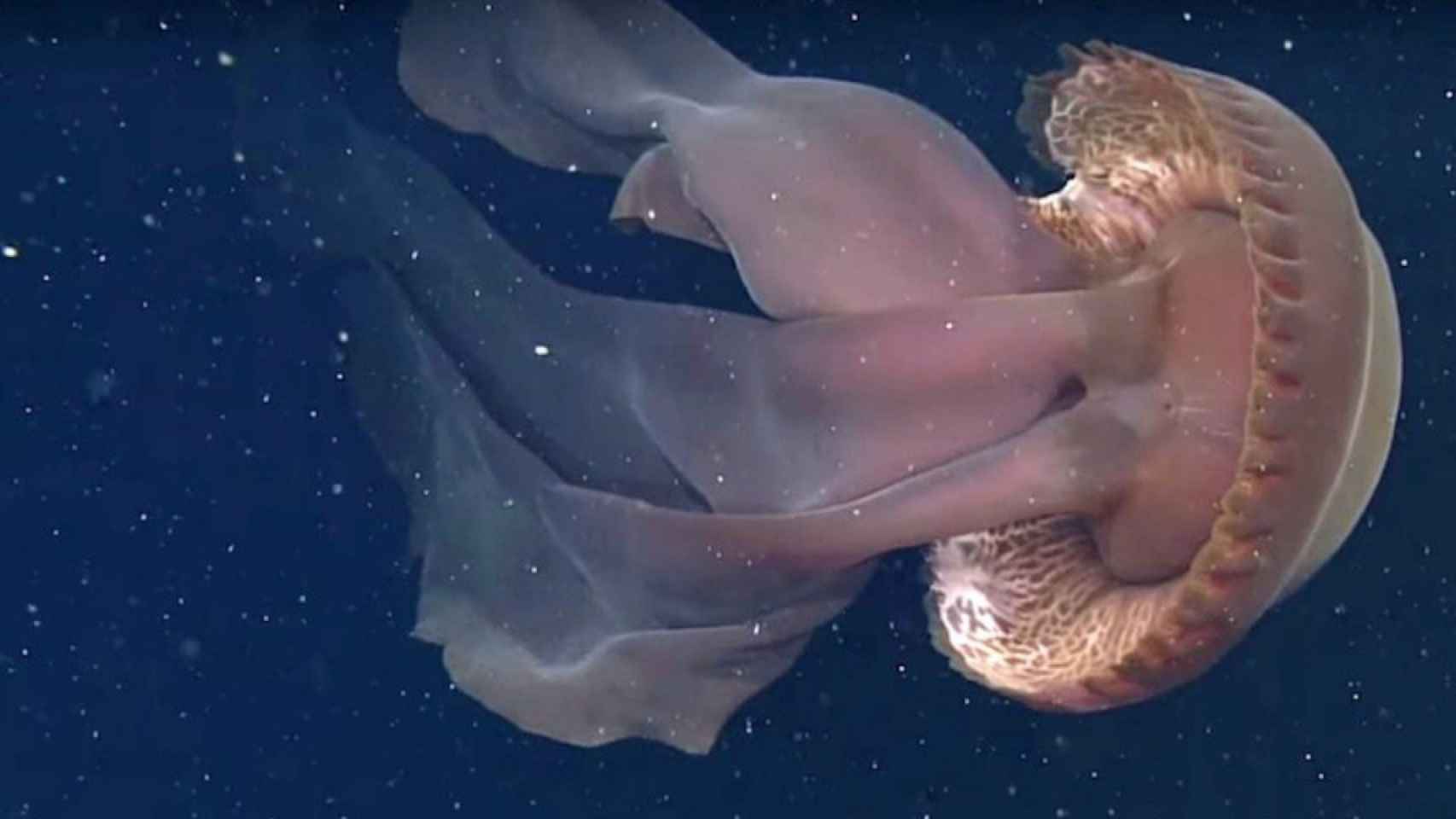 Imagen medusa de las profundidades