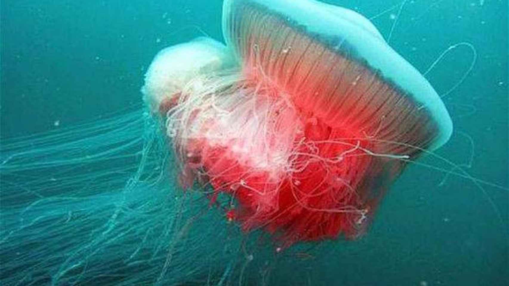 Imagen medusa rosa malvada