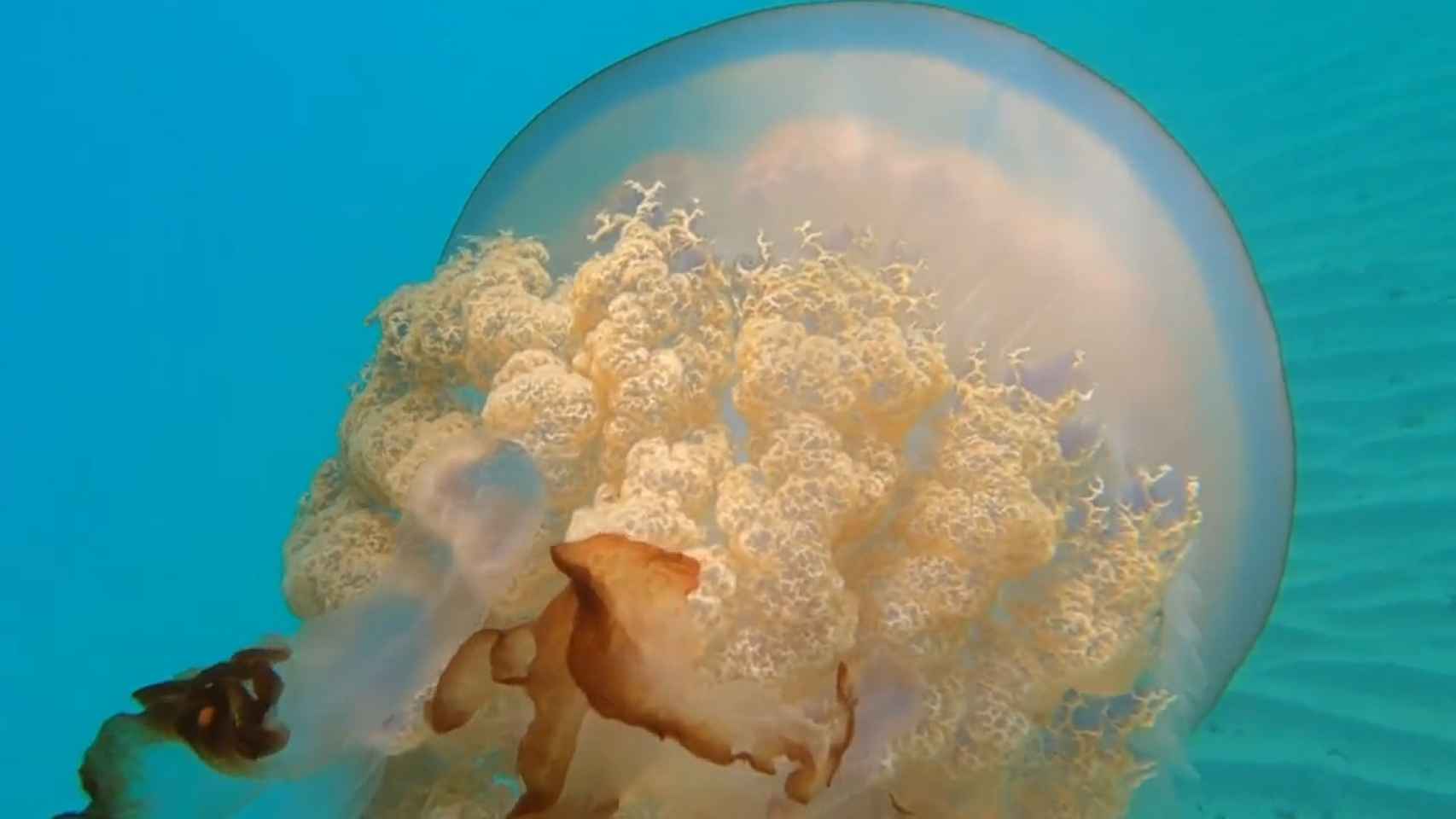 Imagen medusa barril