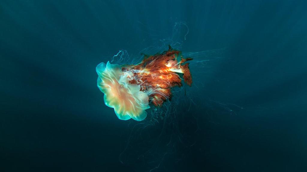 Imagen medusa melena león