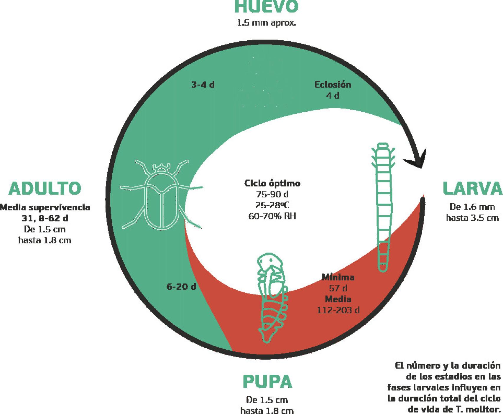 Infografía con el ciclo de vida de un tenebrio molitor